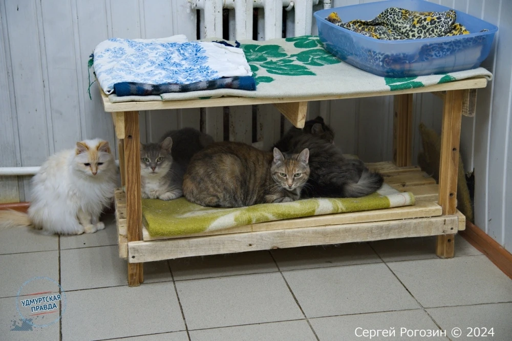 🐈 В Удмуртии запустили сбор помощи приютам для бездомных животных