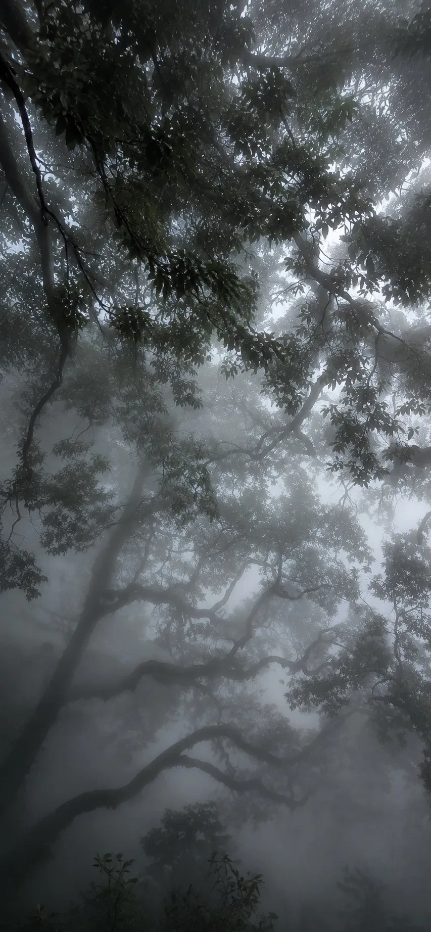 Обои в туманной эстетике 🌫️