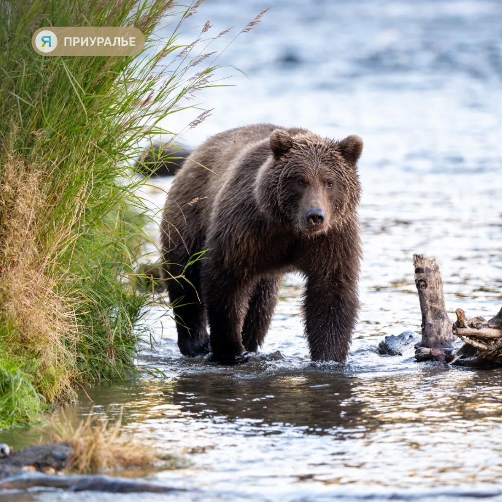 🐻Охотникам Ямала: реквизиты для оплаты госпошлины изменились