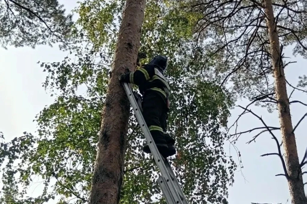 Спасатели сняли кошку с высокого дерева в пос. Тархановка