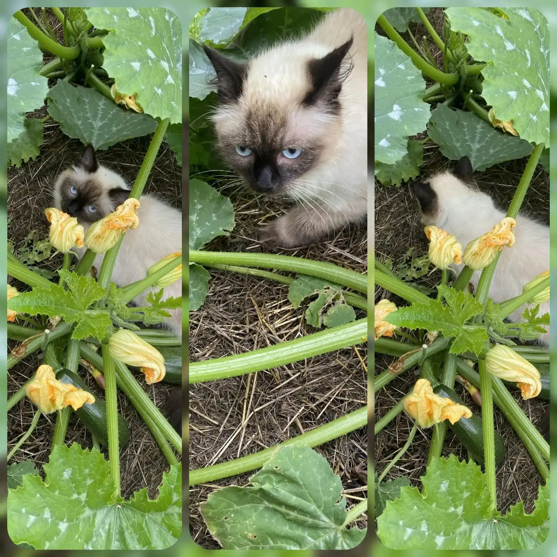 С добрым утром!
🥒🥒🥒🥒🥒🥒🥒🥒🥒🥒🥒🥒
👉Говорят начался кабачковый бум.👍👍👍
👉Может у кого-то о