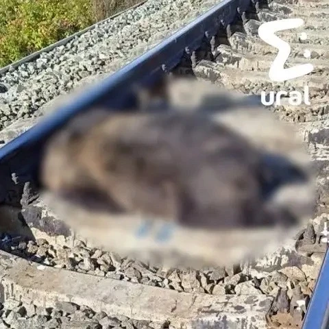 ❗️Медведи массово мигрируют по Свердловской области и попадают под поезда.