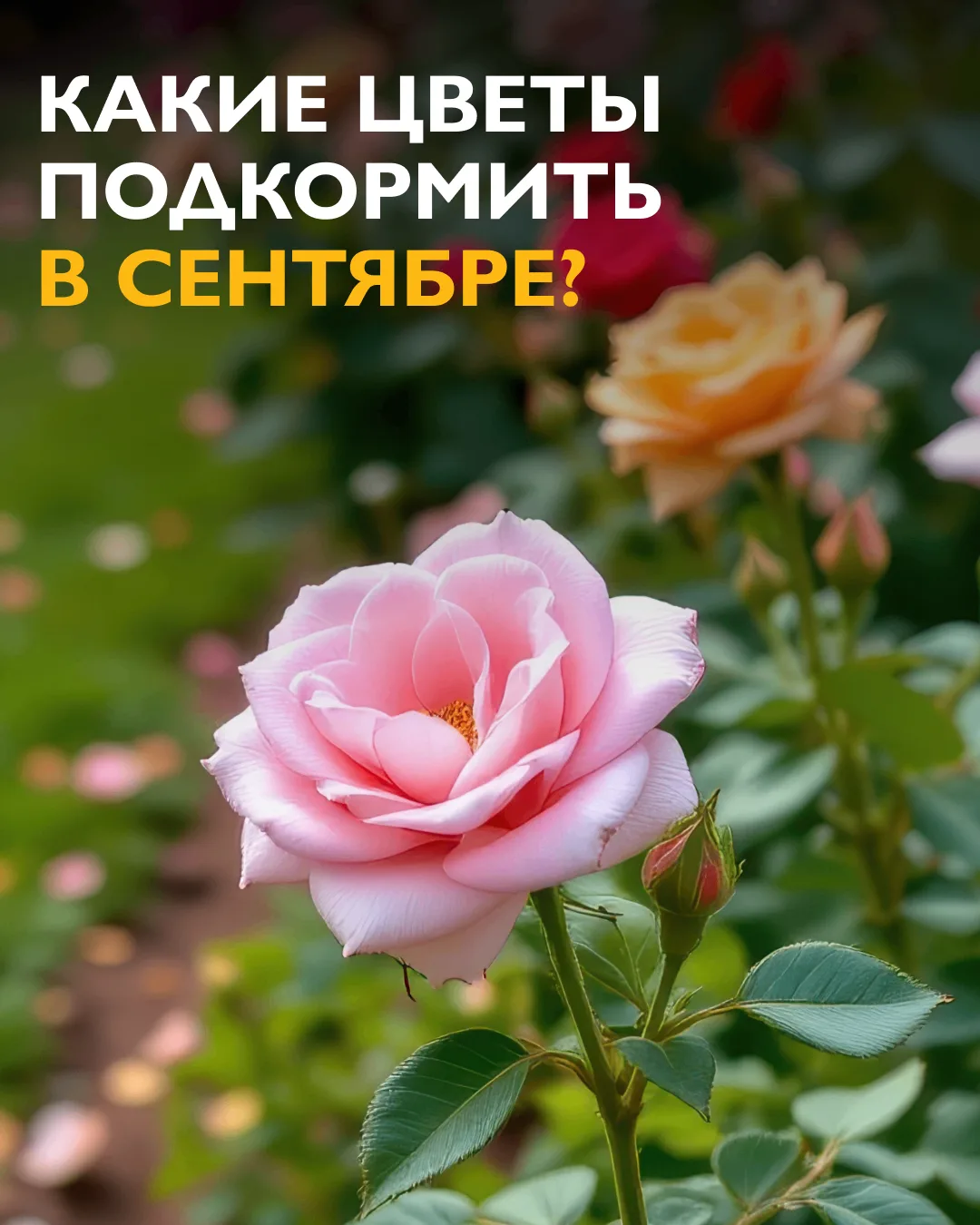Правильные удобрения помогут растениям пережить холода 💚