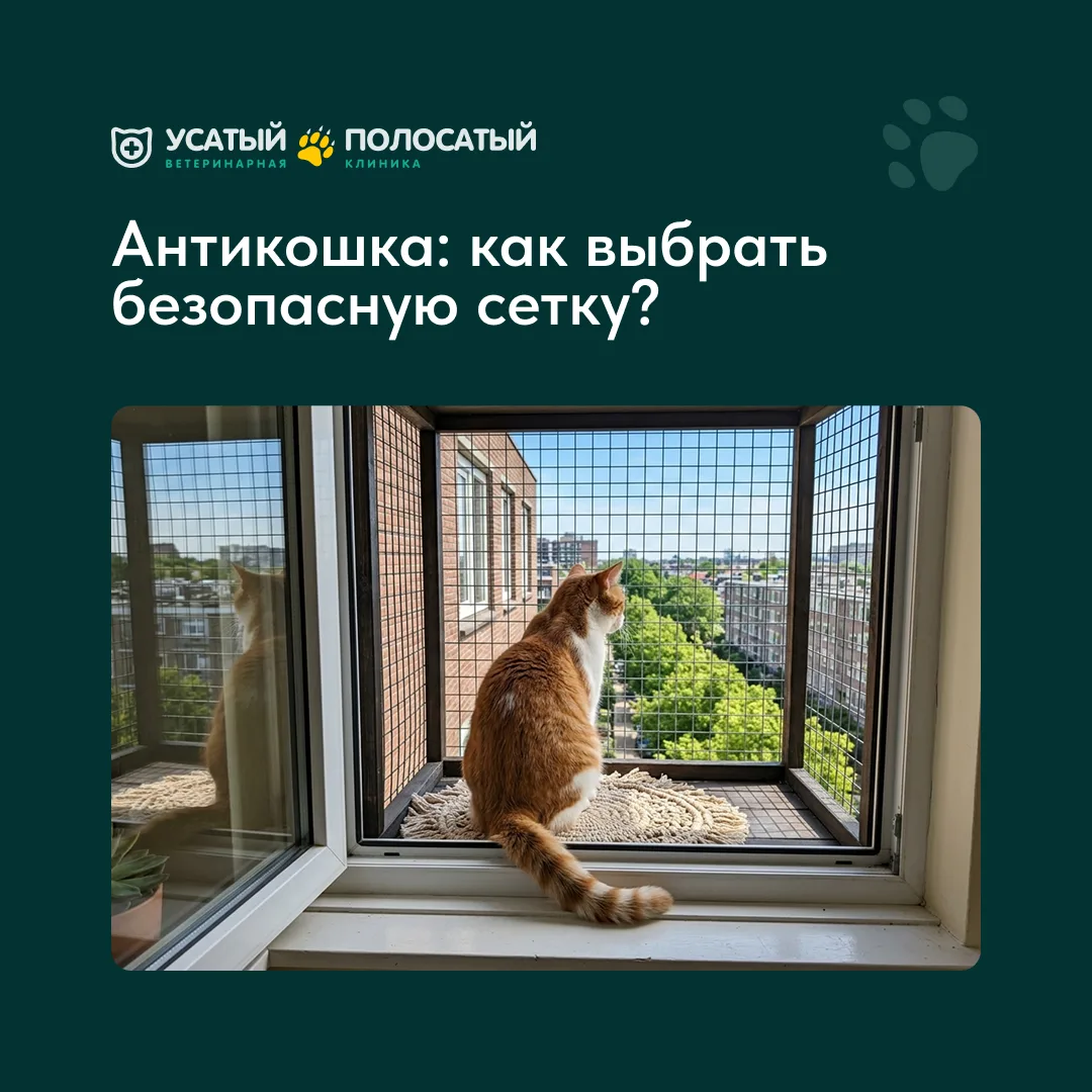 Обычная москитная сетка не защитит кошку от падения — она легко рвется и вылетает под в...