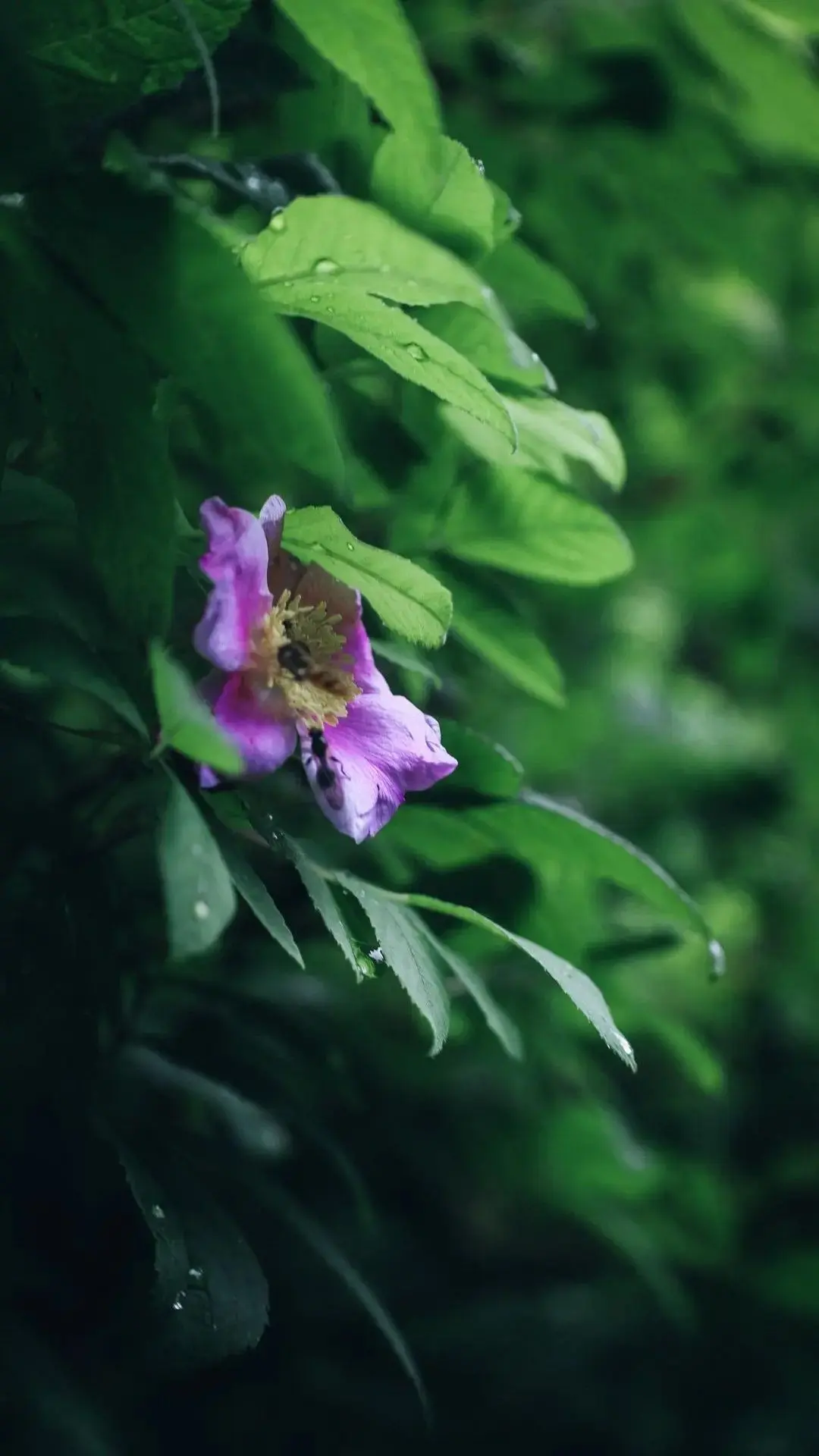 🌿🍃Много-много зелени

📸Фото: Никита Колосов

С любовью, ваши острова 
@ostrova_65