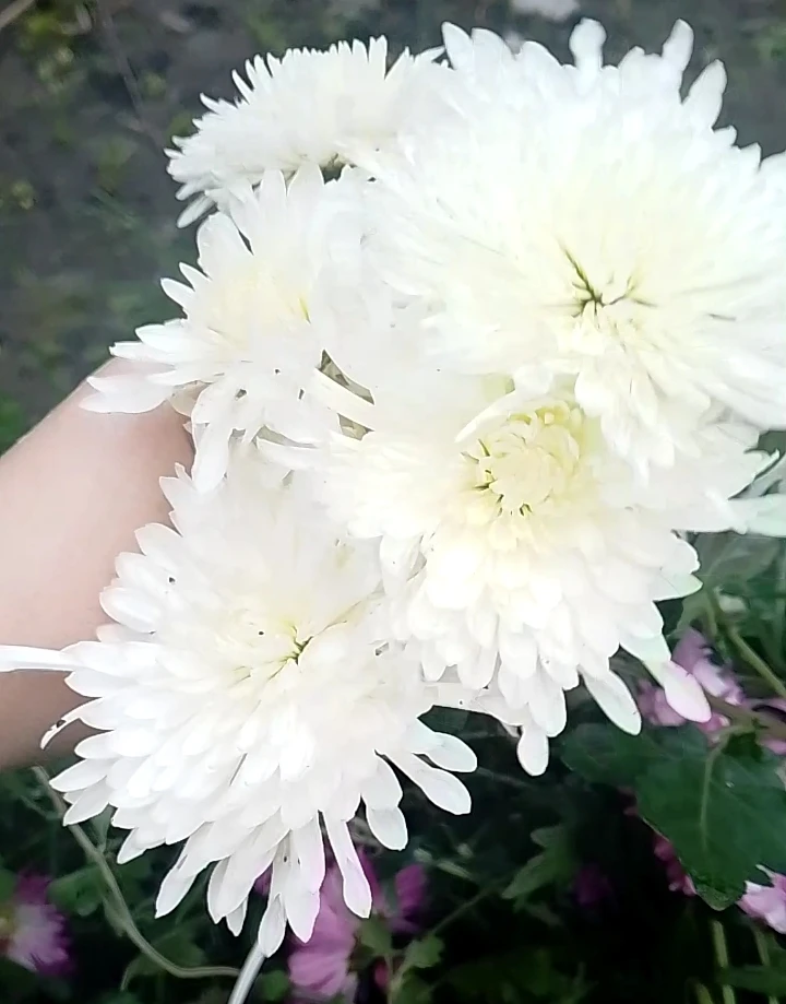 Выкопала хризантемы на заказ. 🌸🌸🌸