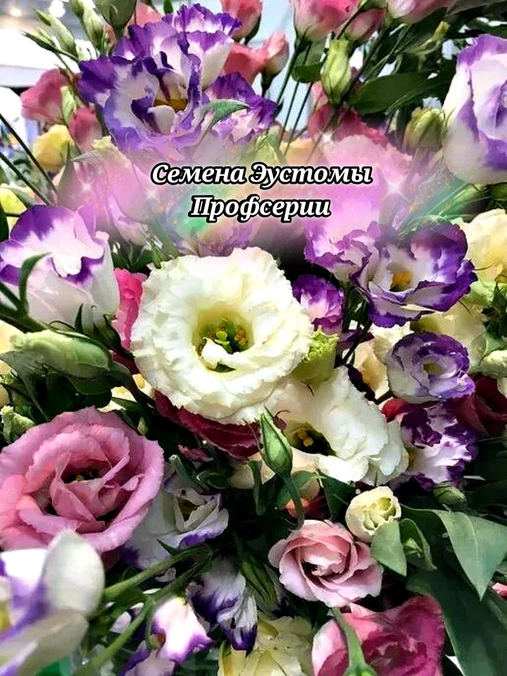 🌺 Профессиональные семена эустомы — отличный старт для пышного цветения!