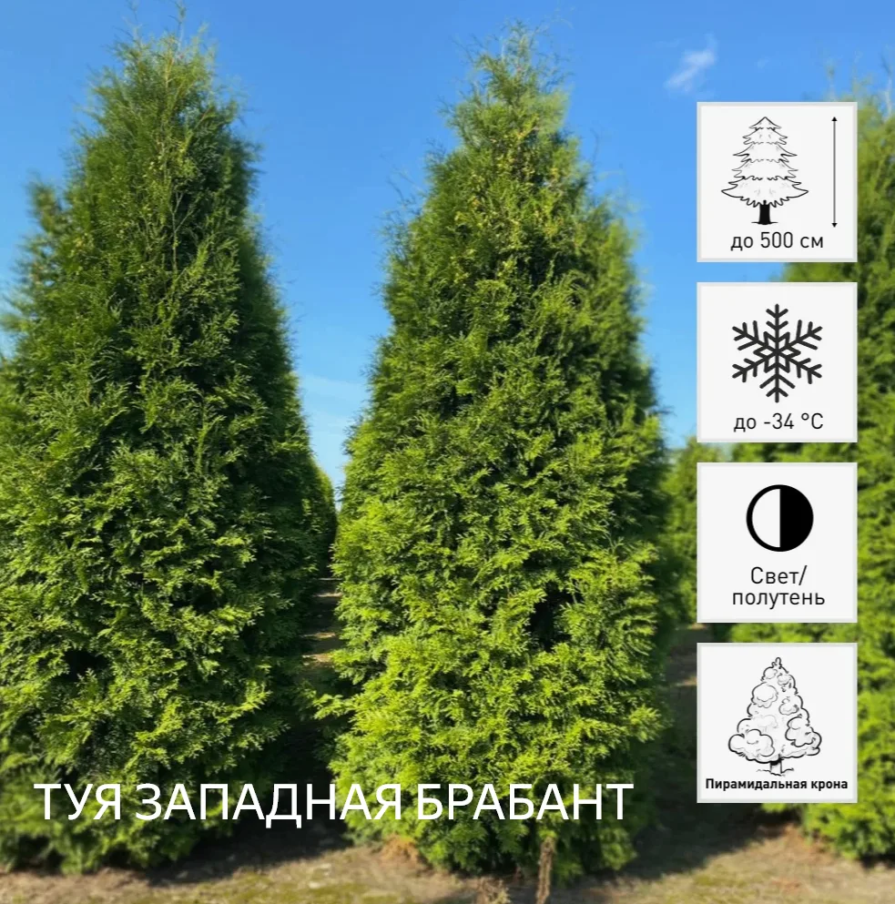 ЖИВАЯ ИЗГОРОДЬ