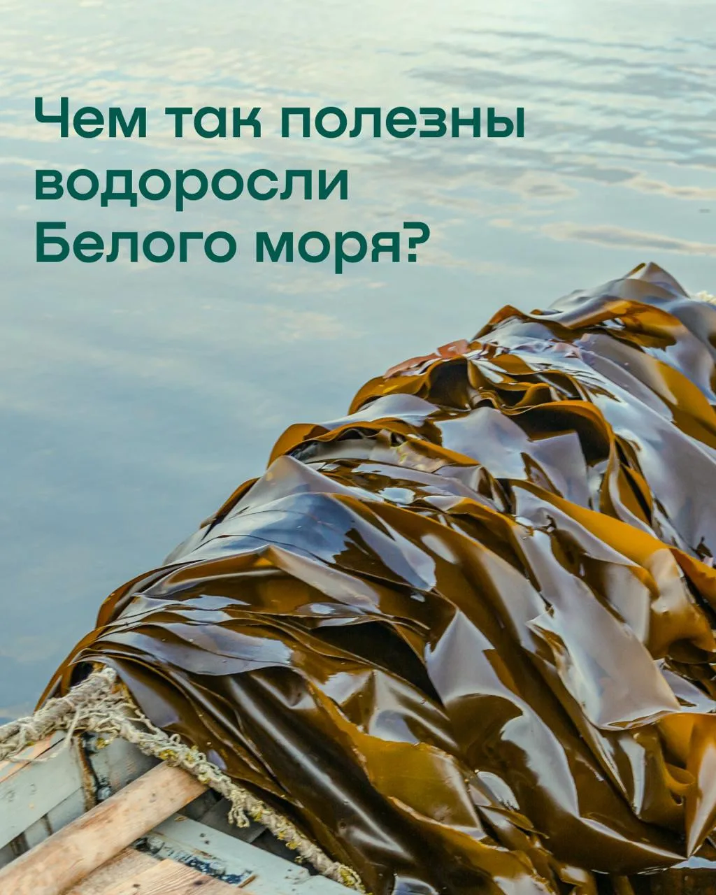 Чем так полезны водоросли Белого моря? 🌊