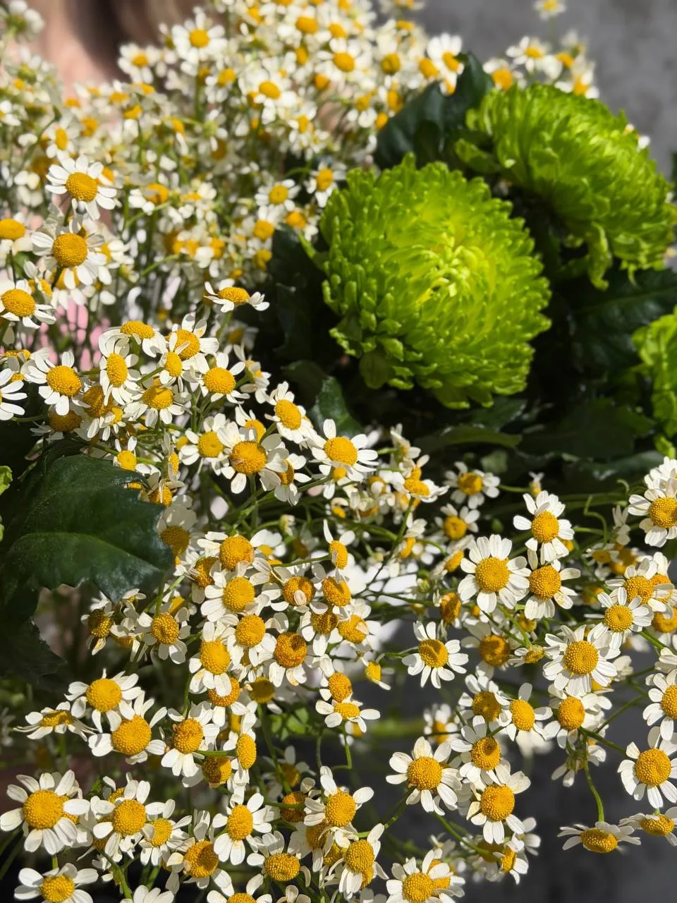 Любит или не любит.. 🌼

Мы точно знаем, что если дарят букет ромашек, то точно любит, тут и гадать 