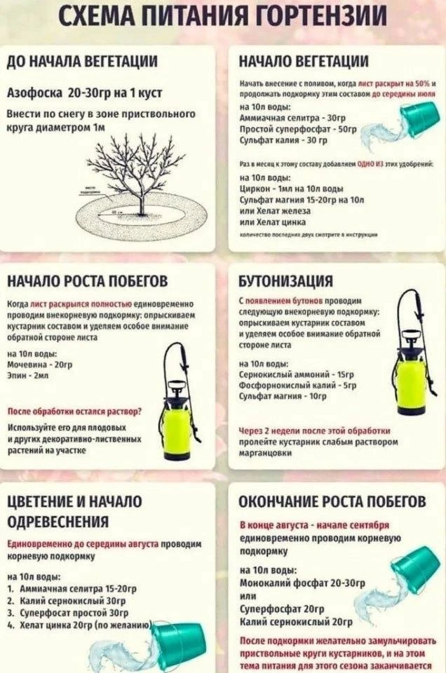 Для гортензии тоже нужен правильный уход

Гортензии в цвету изумительно красивы, и ассортимент их в 
