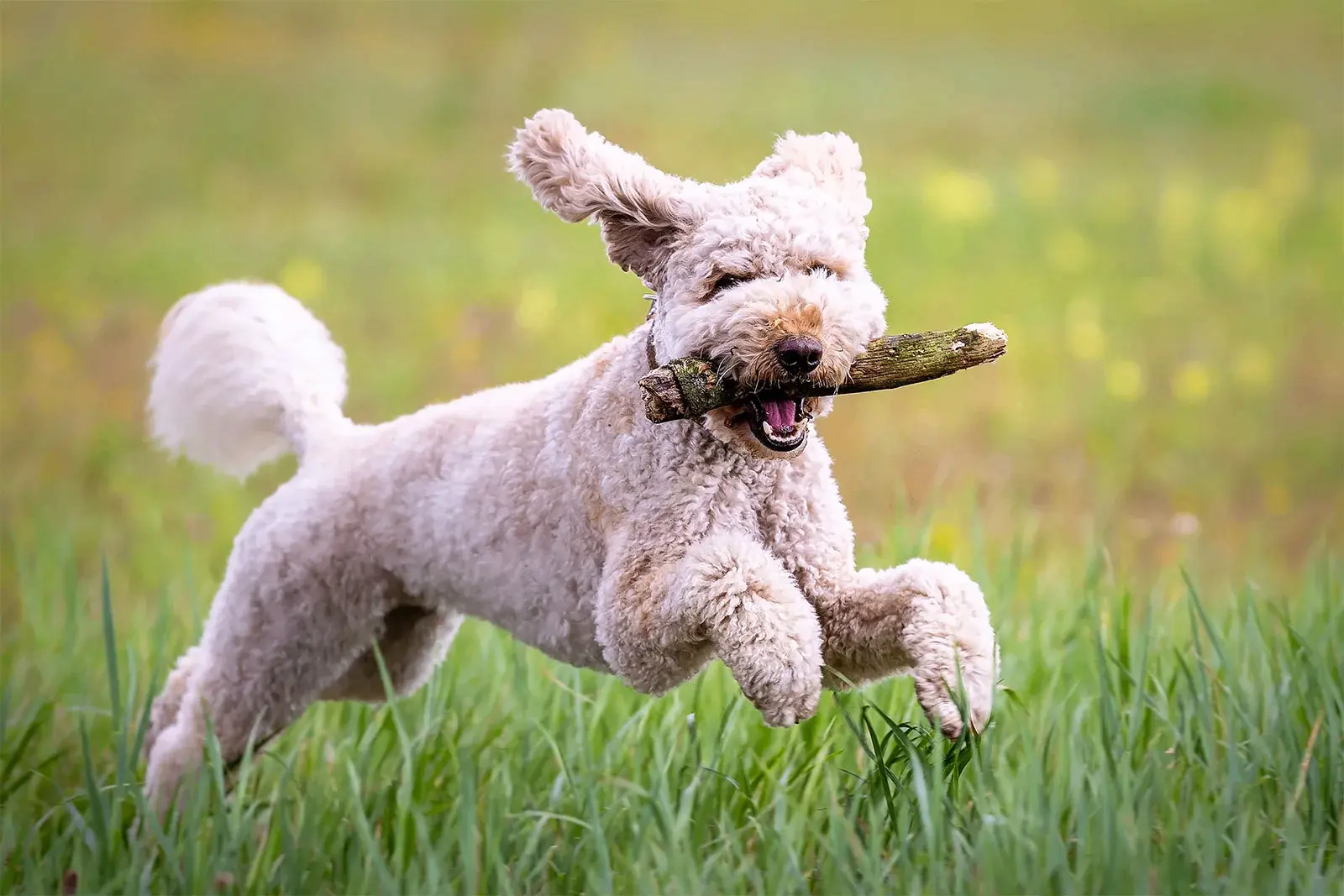 Собачники поймут: 10 слишком знакомых ситуаций из жизни с питомцем 🐶😅

Жизнь с собакой — это беско