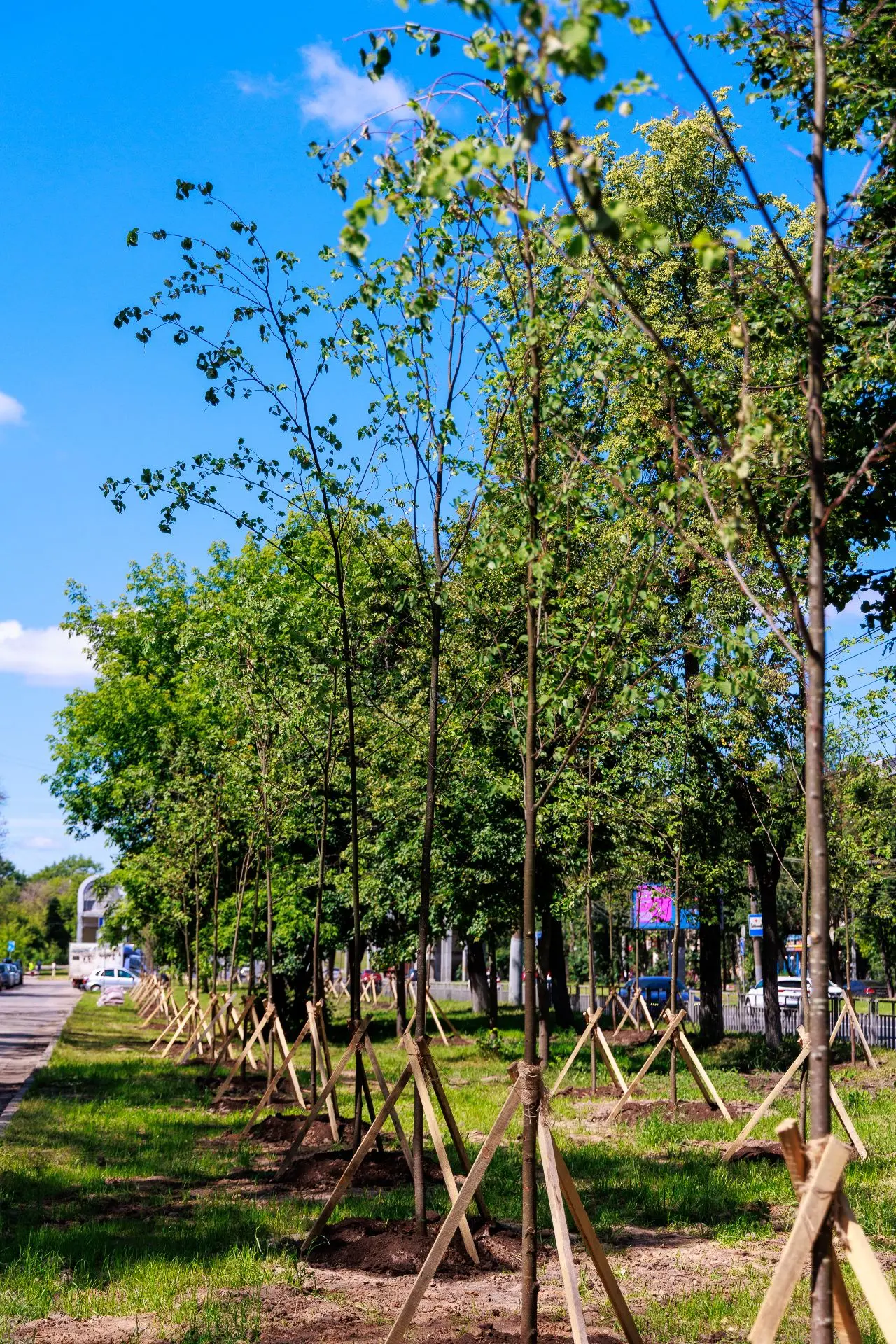 🌿 Более 220 деревьев высаживают вдоль Московского шоссе в Нижнем Новгороде

В Нижнем Новгороде вдол