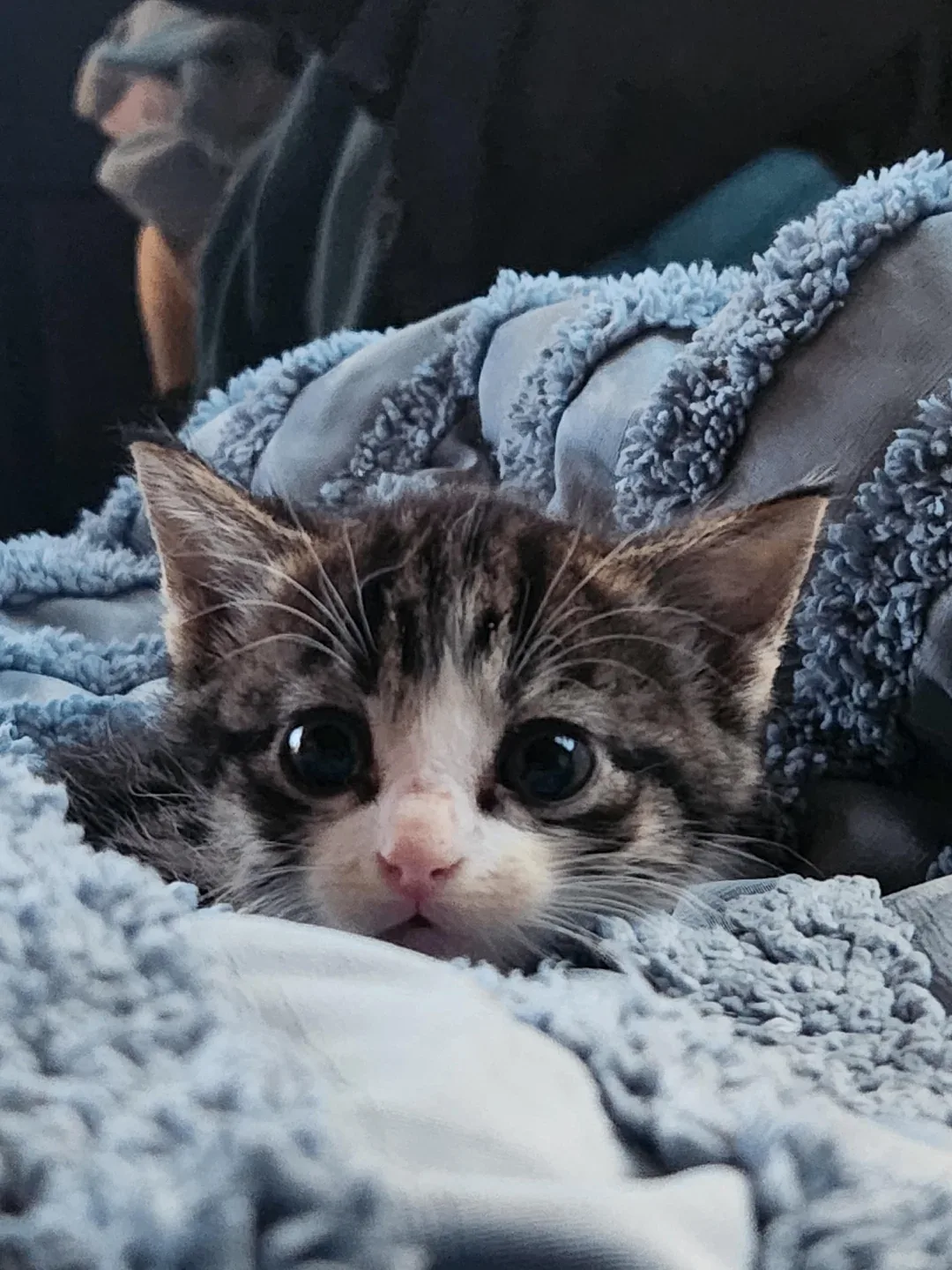 Спокойной ночи, котятки 😸 🌃