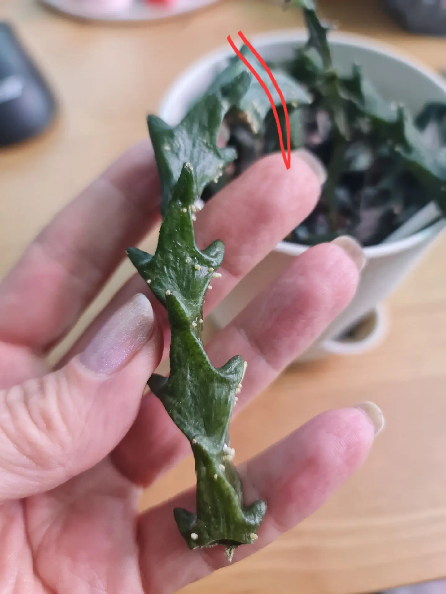 🦎 ДРАКОНЫ СРЕДИ СУККУЛЕНТОВ. Ответ на самый часто задаваемый вопрос: Как укоренить цер...