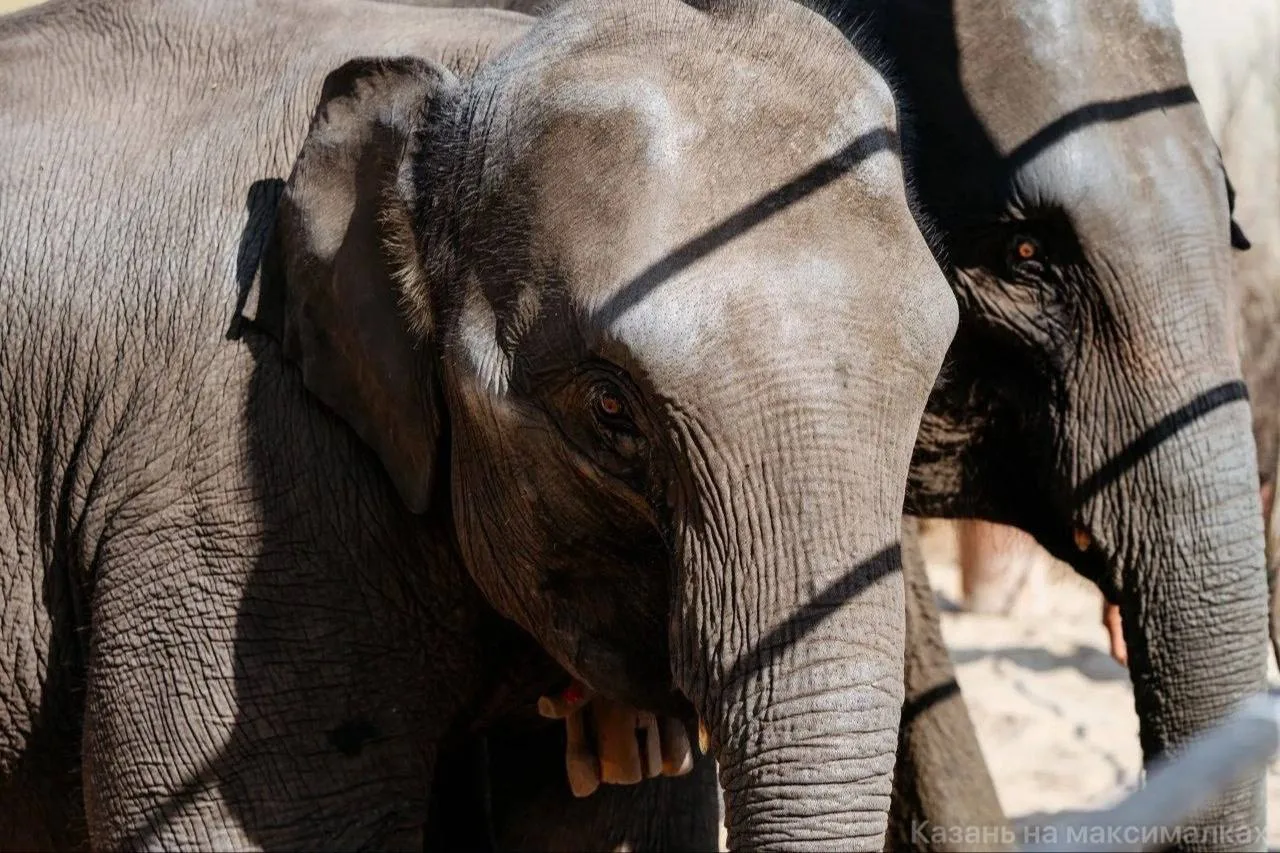 🐘 Первые гости саммита АСЕАН — слонята Сахар и Удача из Лаоса прилетели в Казань