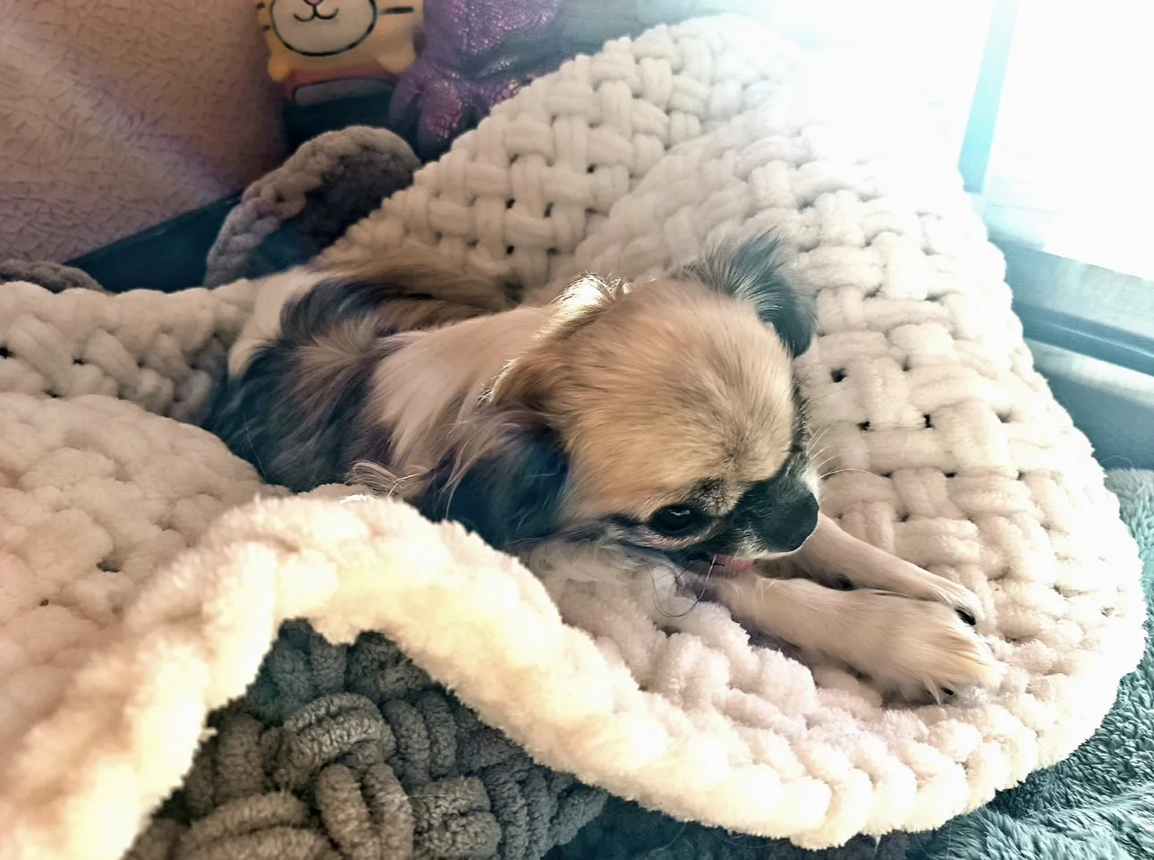 🐾☀️🙃