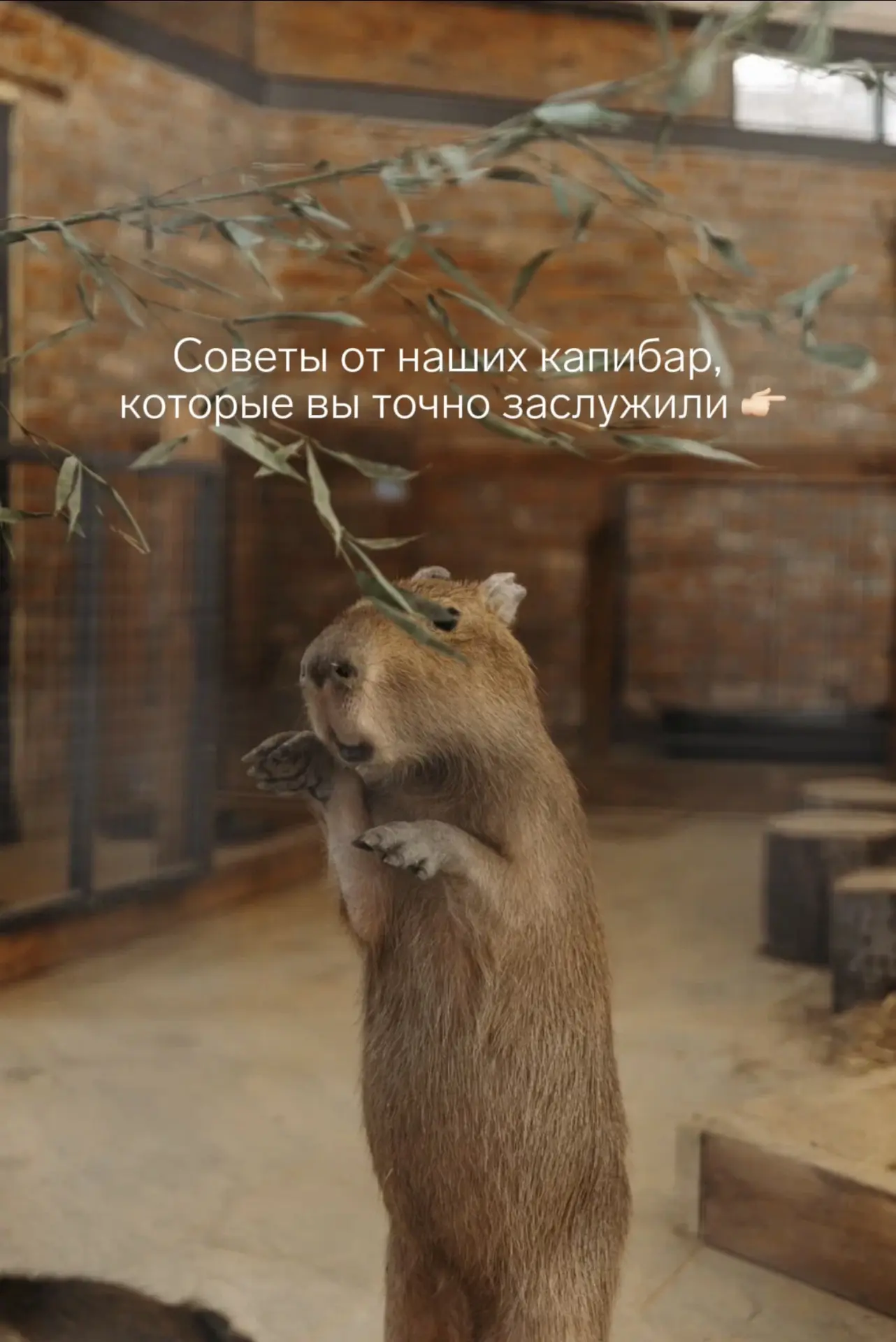 Немного юмора от главных мастеров расслабления из мини-зоопарка «Капибара и друзья» 🦫🥕

Кажется, о