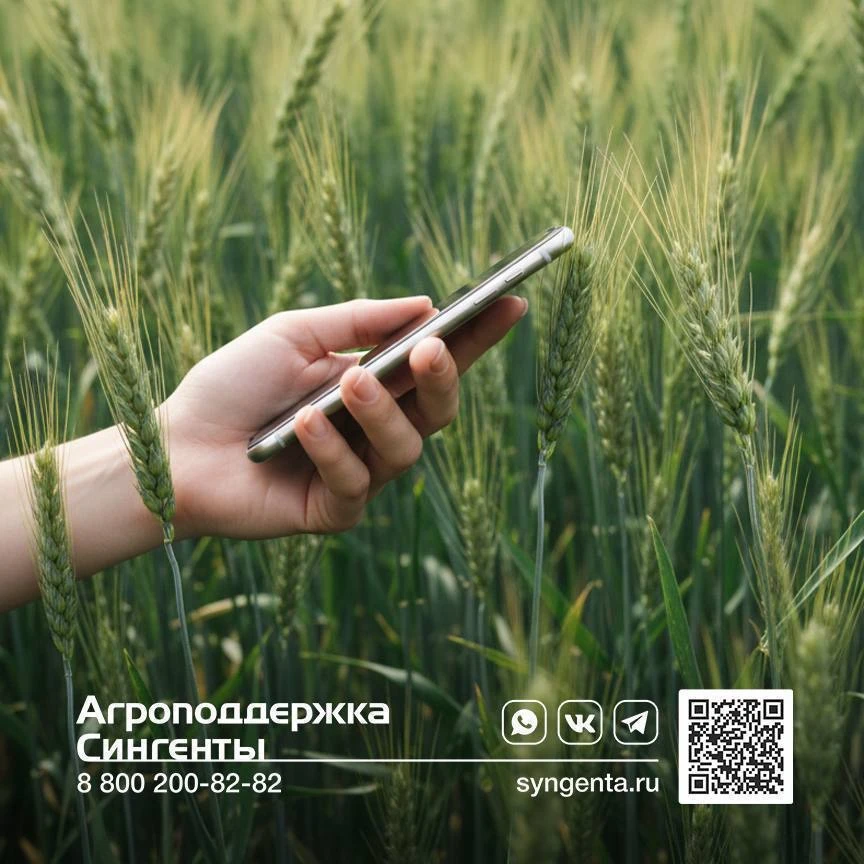 #обработки
#погода

⛅️ Погода диктует свои условия? Агроподдержка «Сингенты» на связи!

Дожди каждые