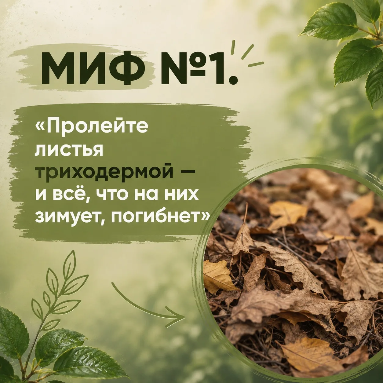 Миф №1. «Пролейте листья триходермой — и всё, что на них зимует, погибнет»
