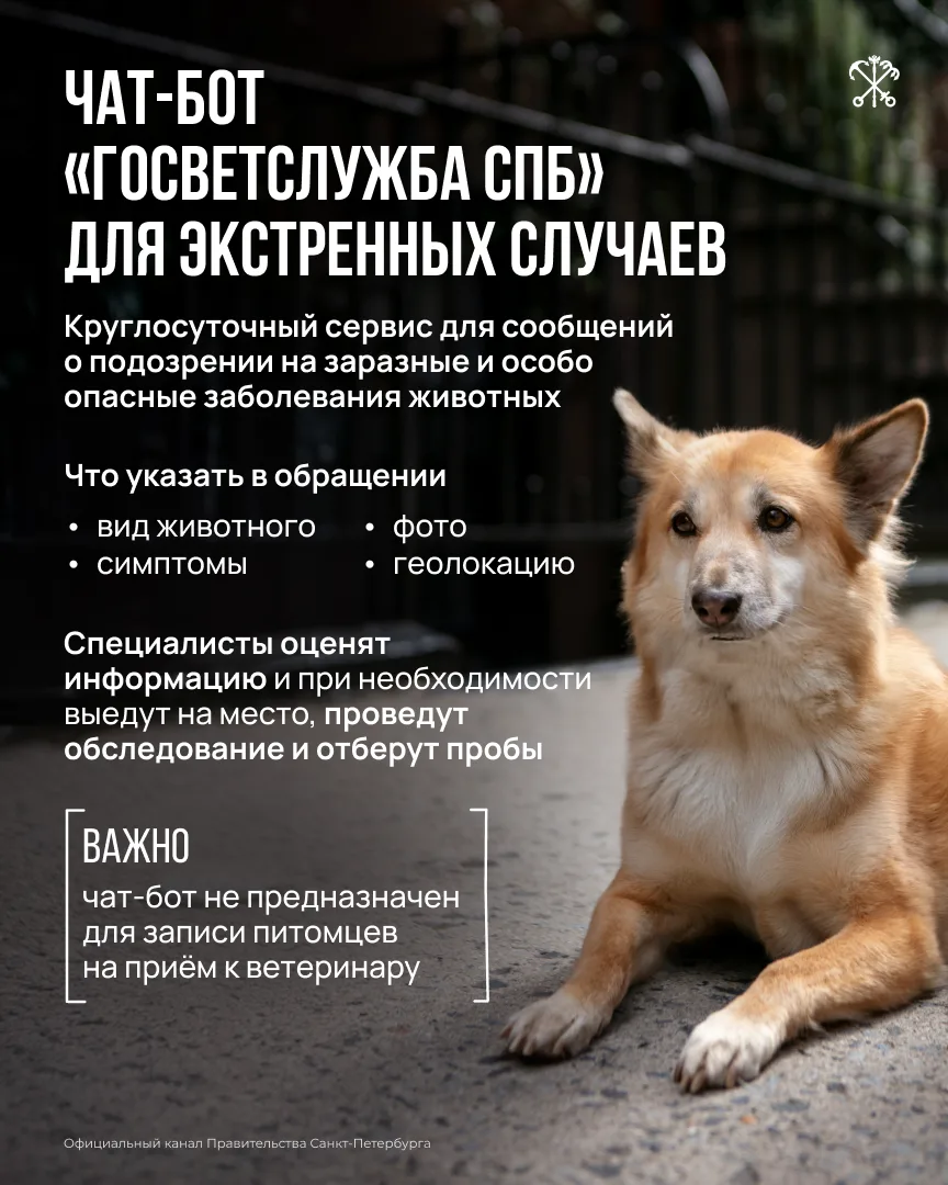Сообщить о подозрении на опасное заболевание животного в Петербурге теперь можно онлайн...
