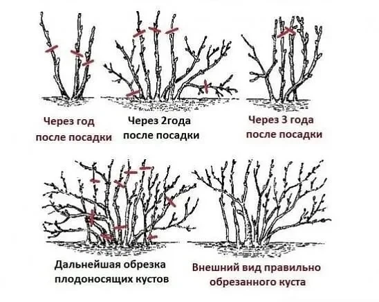 Обрезка смородины 🫐