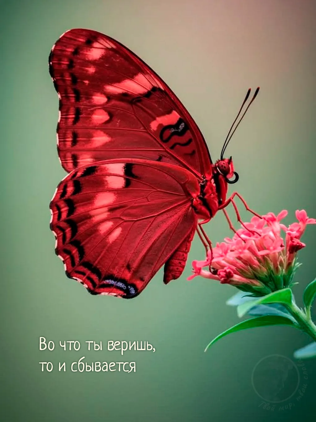 Твой мир, твои слова