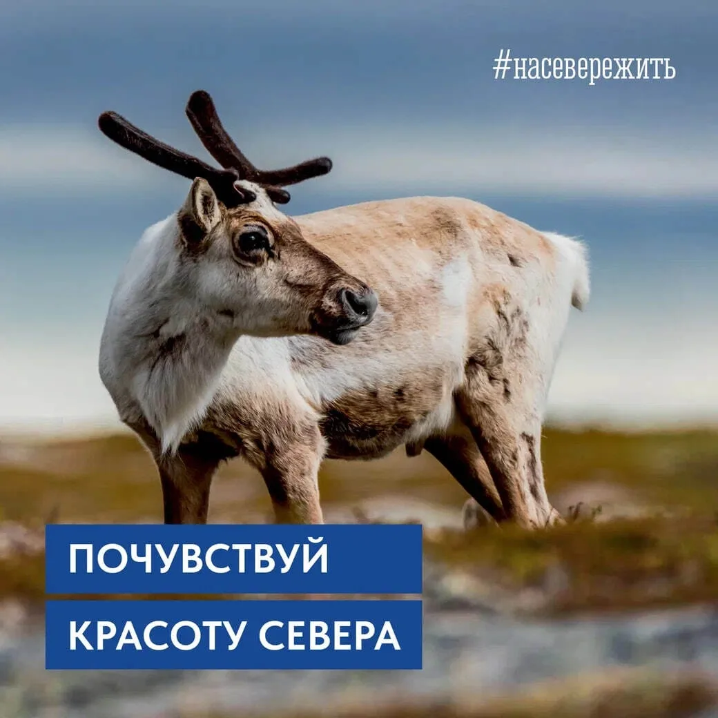 🦌 А вы знали, что глаза у северных оленей меняют цвет в зависимости от сезона?

Летом они золотисты
