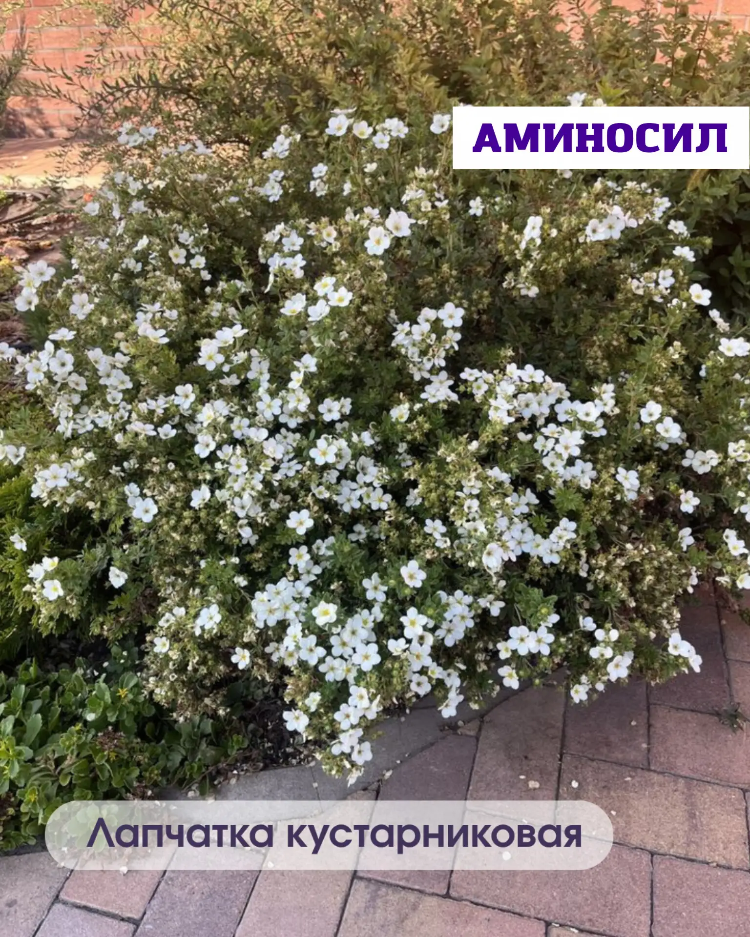 🌿 5 неприхотливых кустарников, которые мгновенно преобразят ваш сад  Хотите, чтобы участок выглядел 