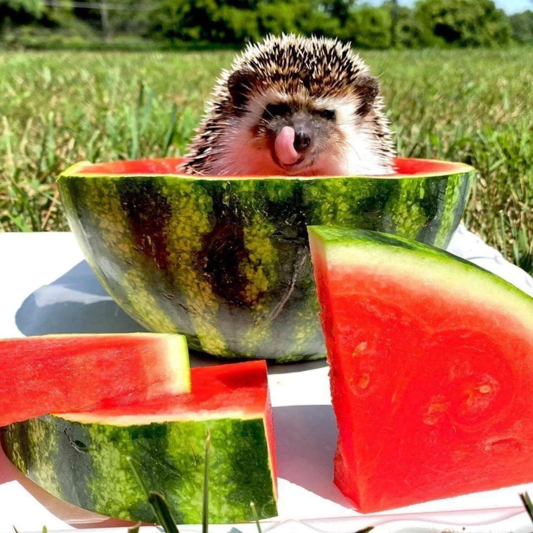 🍉 День арбуза отмечается сегодня.

Вы знаете, как отпраздновать