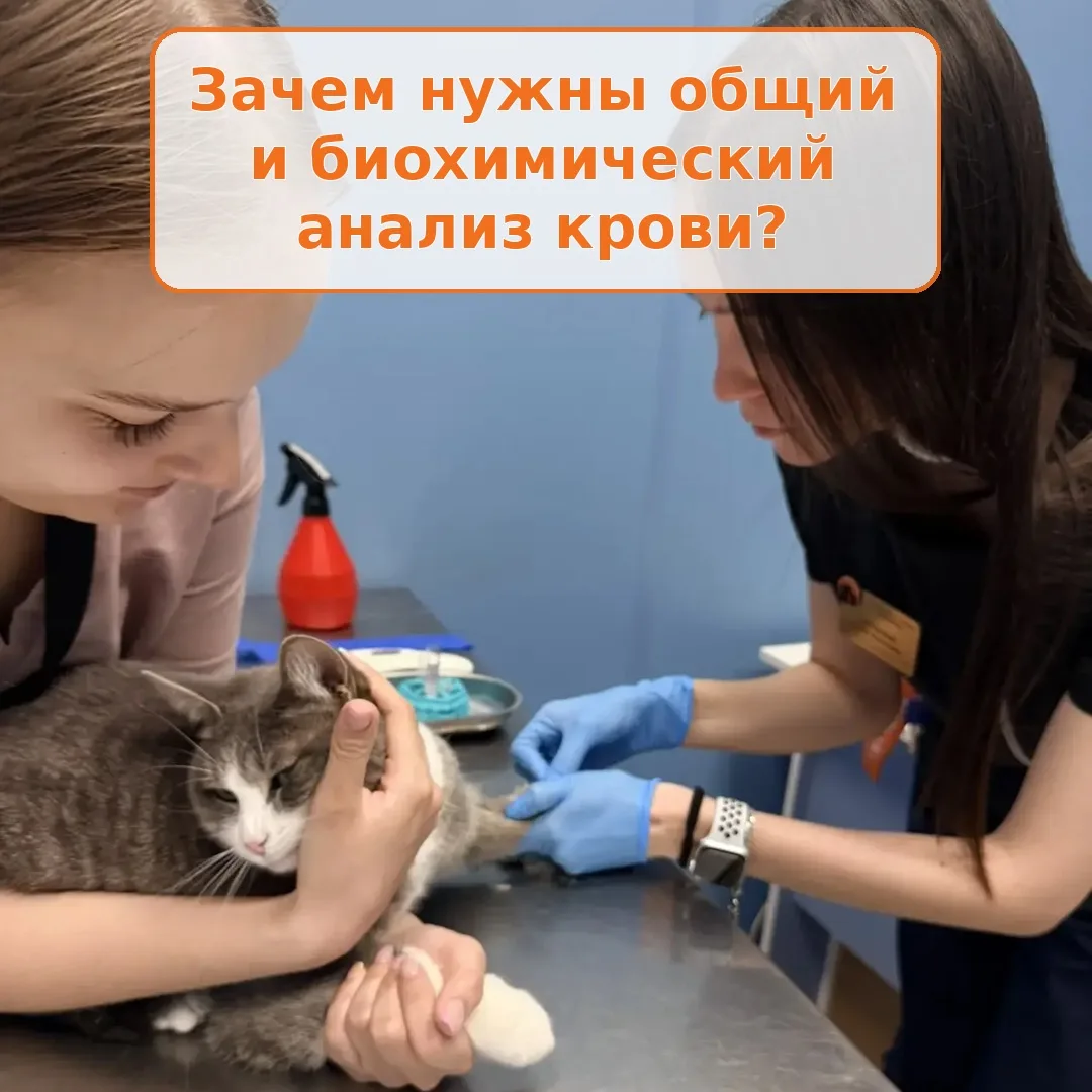ОАК и биохимия крови у кошек и собак: зачем они нужны? 🐾