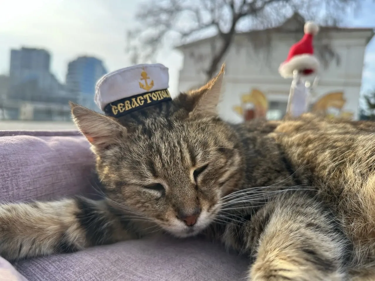 🐾 Доброе утро от севастопольского котика!  Пусть день будет таким же тёплым, спокойным и уютным, как