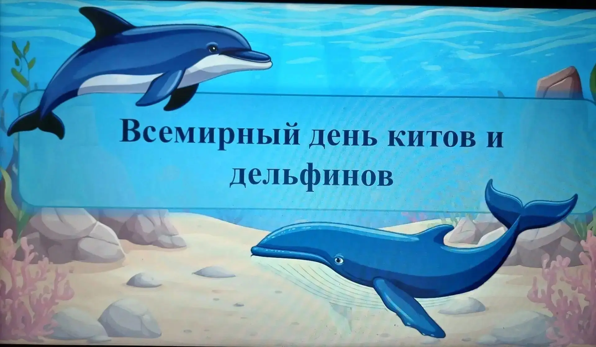 ✨«Всемирный день китов и дельфинов»