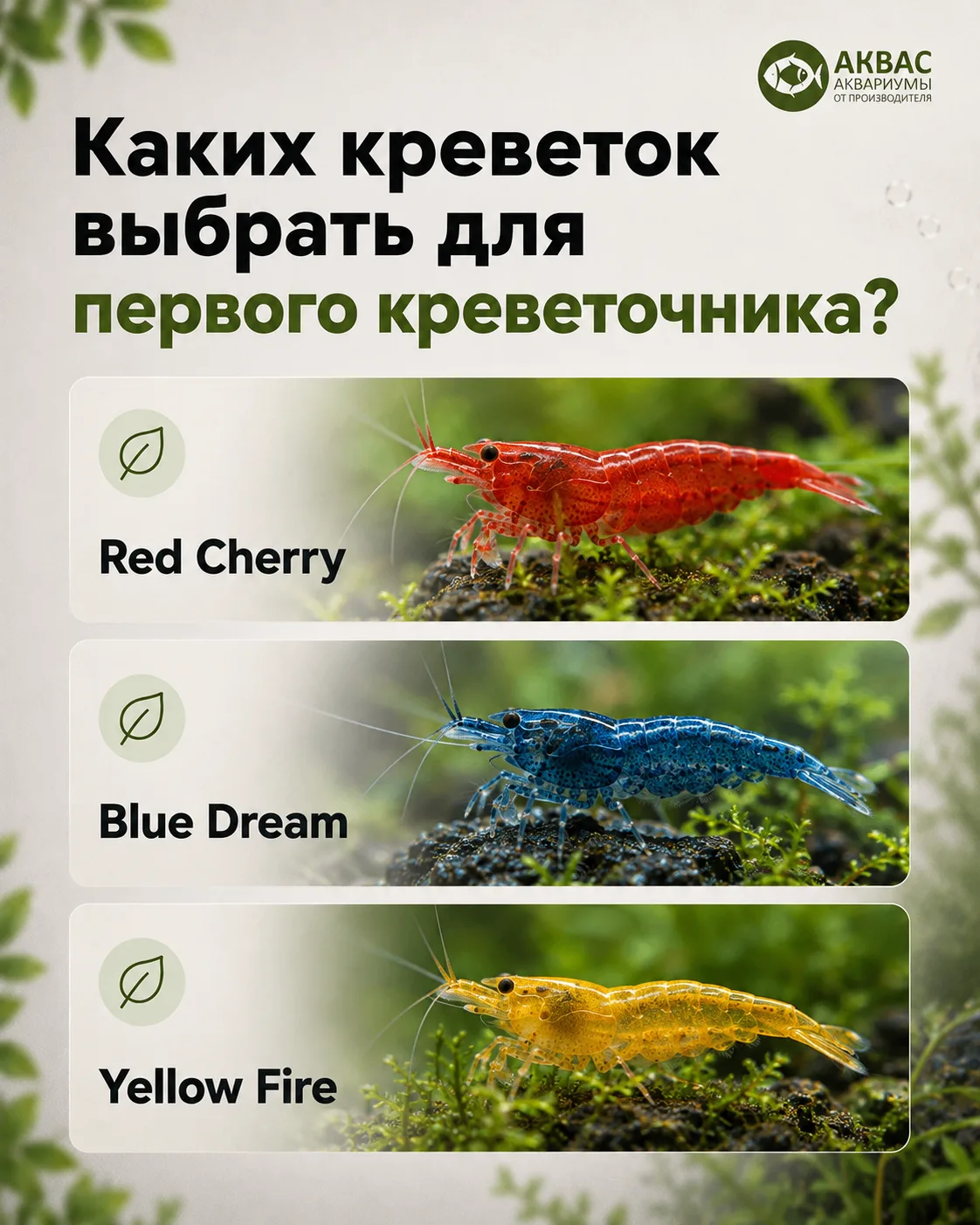 Каких креветок выбрать для первого креветочника? 🦐