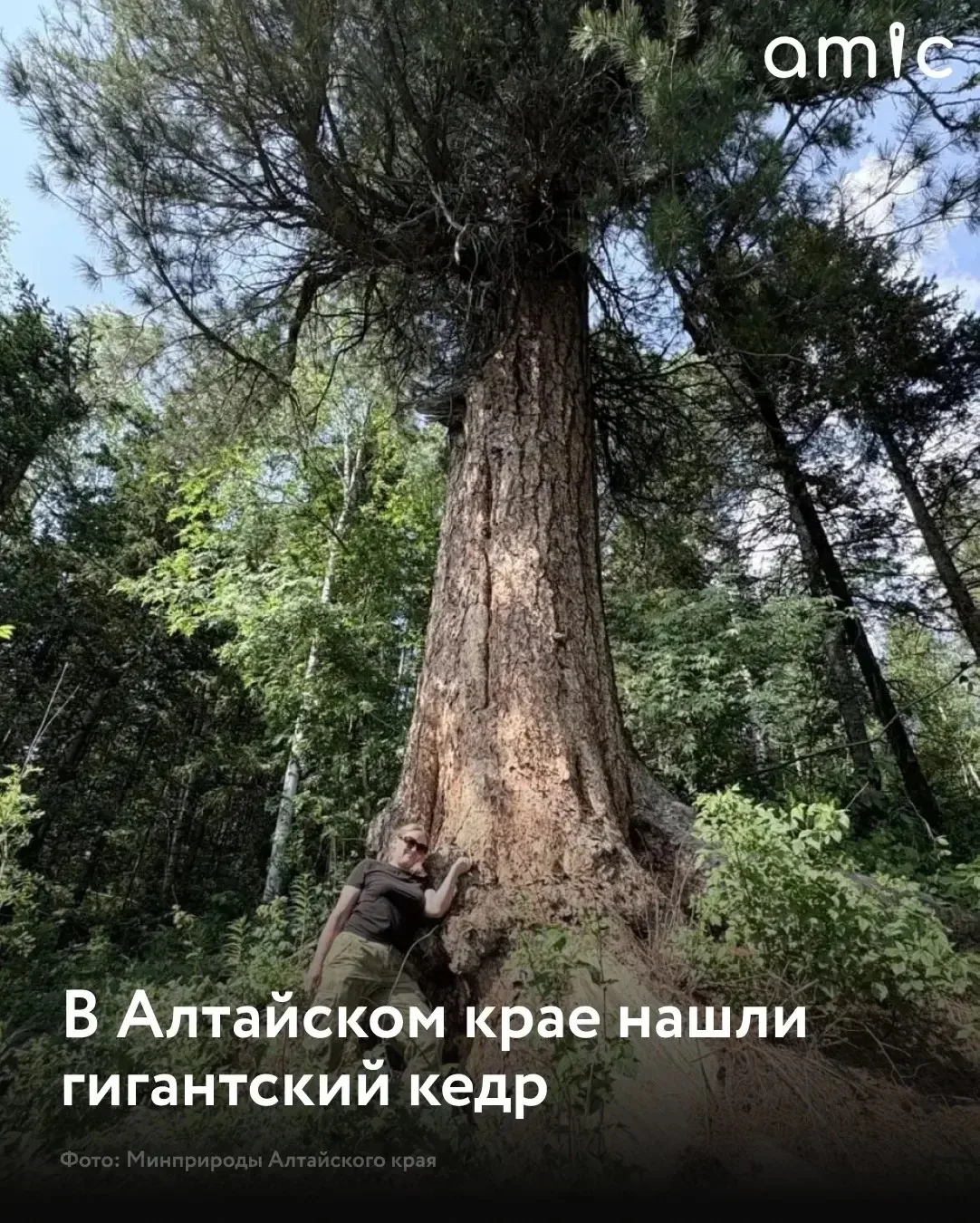 В Алтайском крае обнаружен гигантский кедр — дерево‑великан возрастом около 250–300 лет 🌲