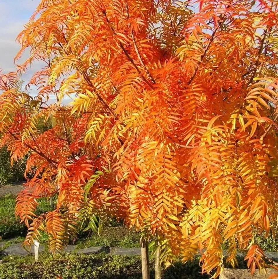 🍂Осенний САД