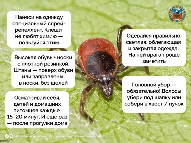 Осторожно, клещи!