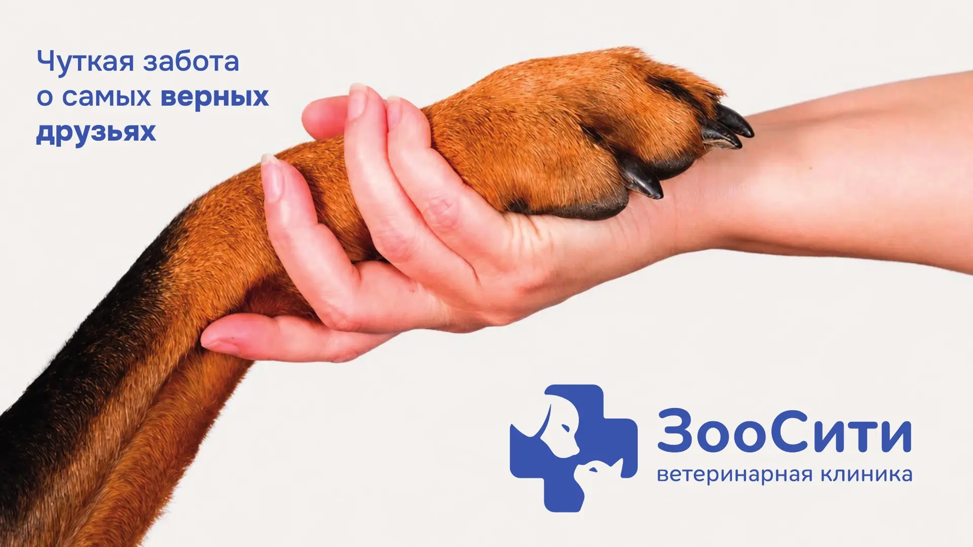 Клиника ЗооСити обновила логотип — сохранив всё то, за что вы нас любите: заботу, профе...