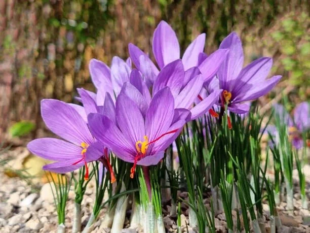 Шафран получают из рылец цветка крокуса посевного (Crocus sativus) — нежного фиолетовог...