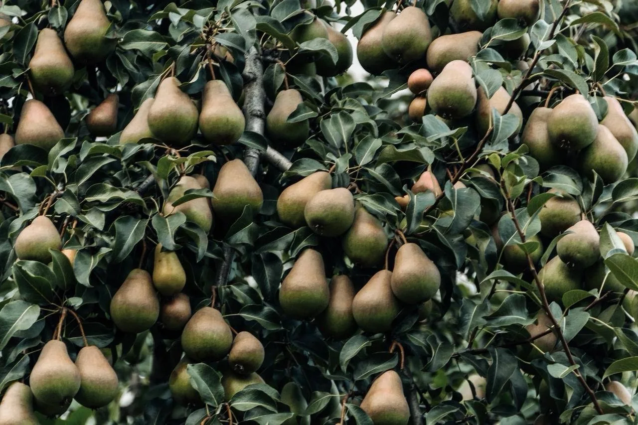 🍐Сбор урожая на Будапештской