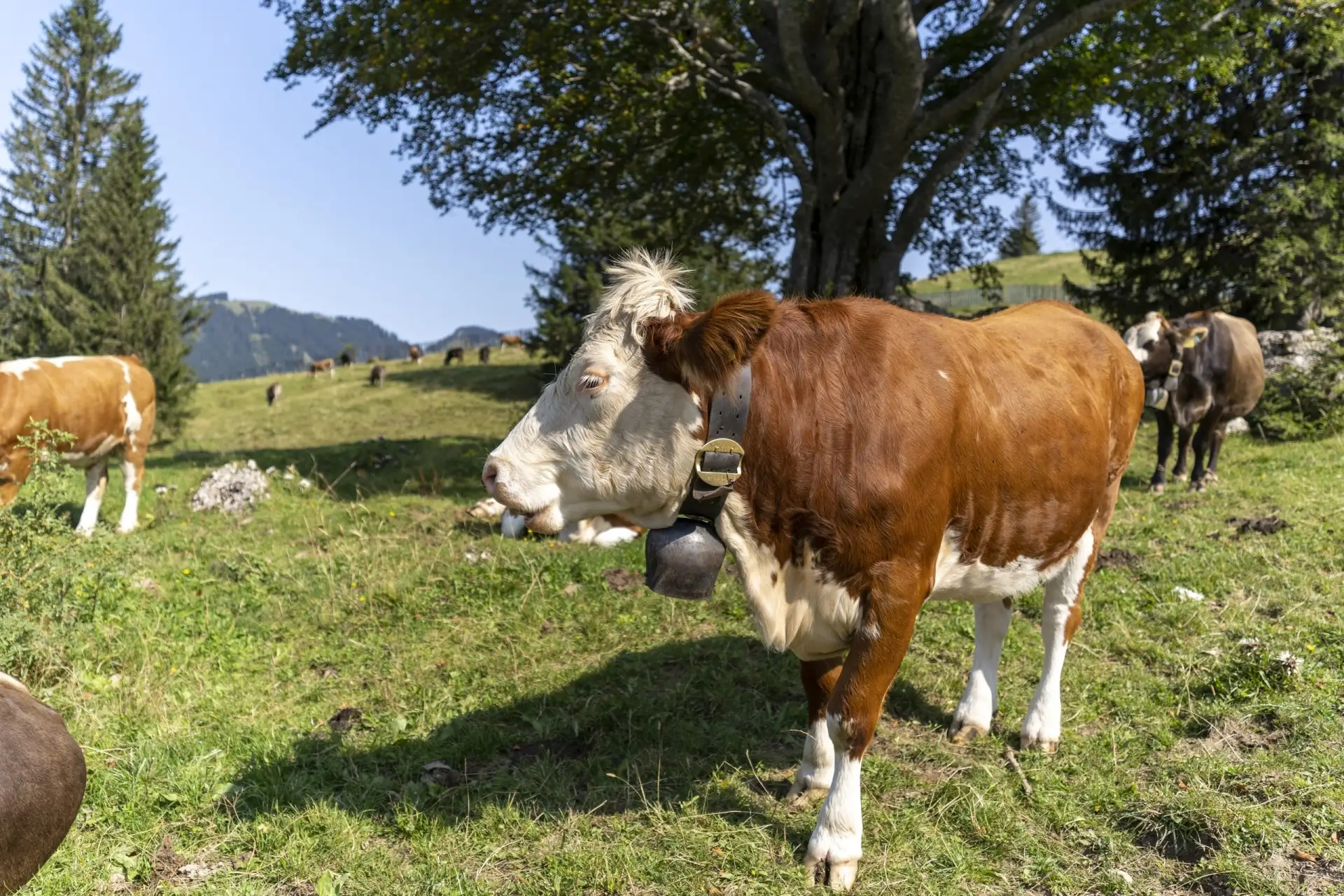 🐄 В Собинском округе коров теперь доят роботы