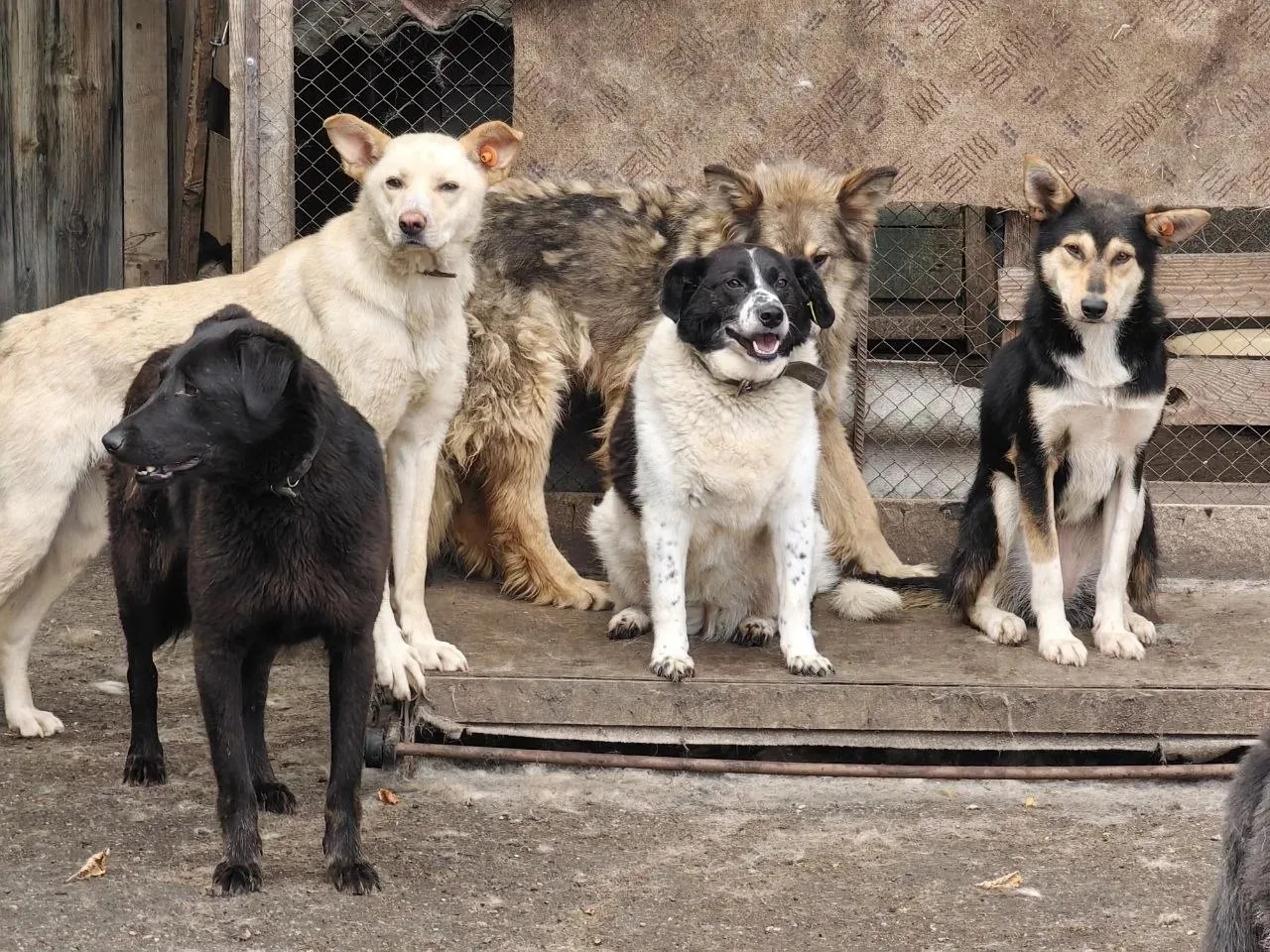 🐾 Добрые новости из Сибая