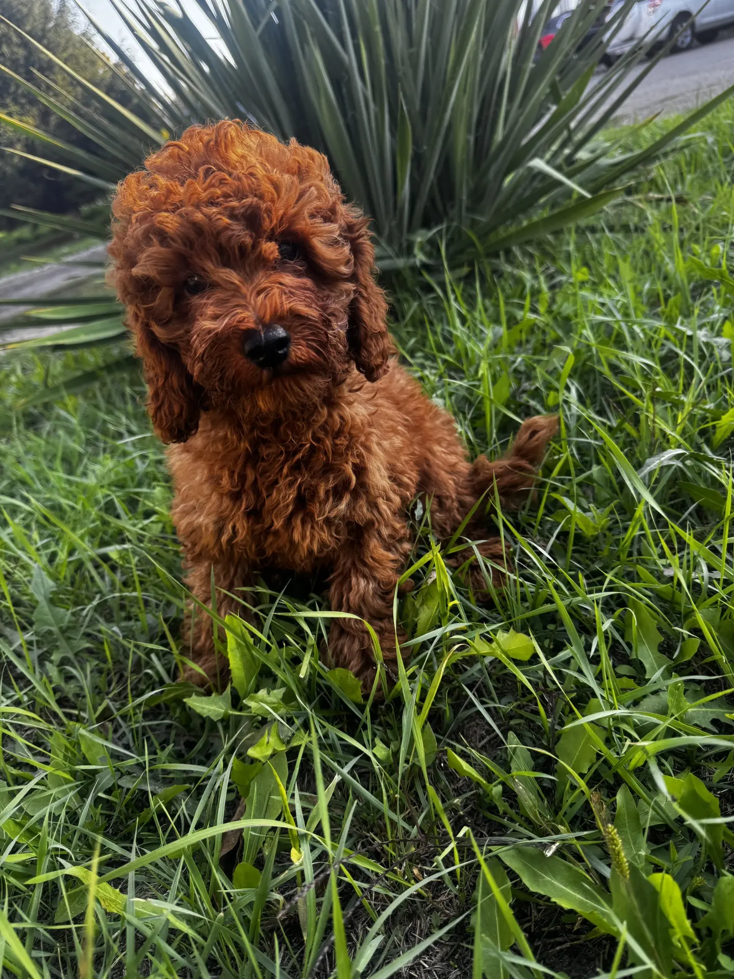 Продаются щенки той пудель 🐾
