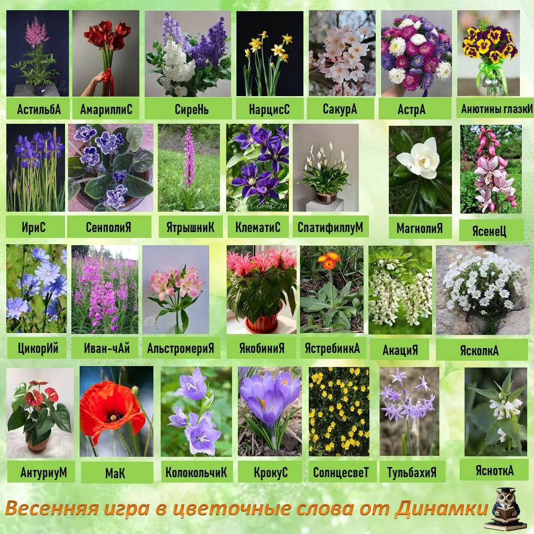 🌺 Лето в «Динамике» 🌺