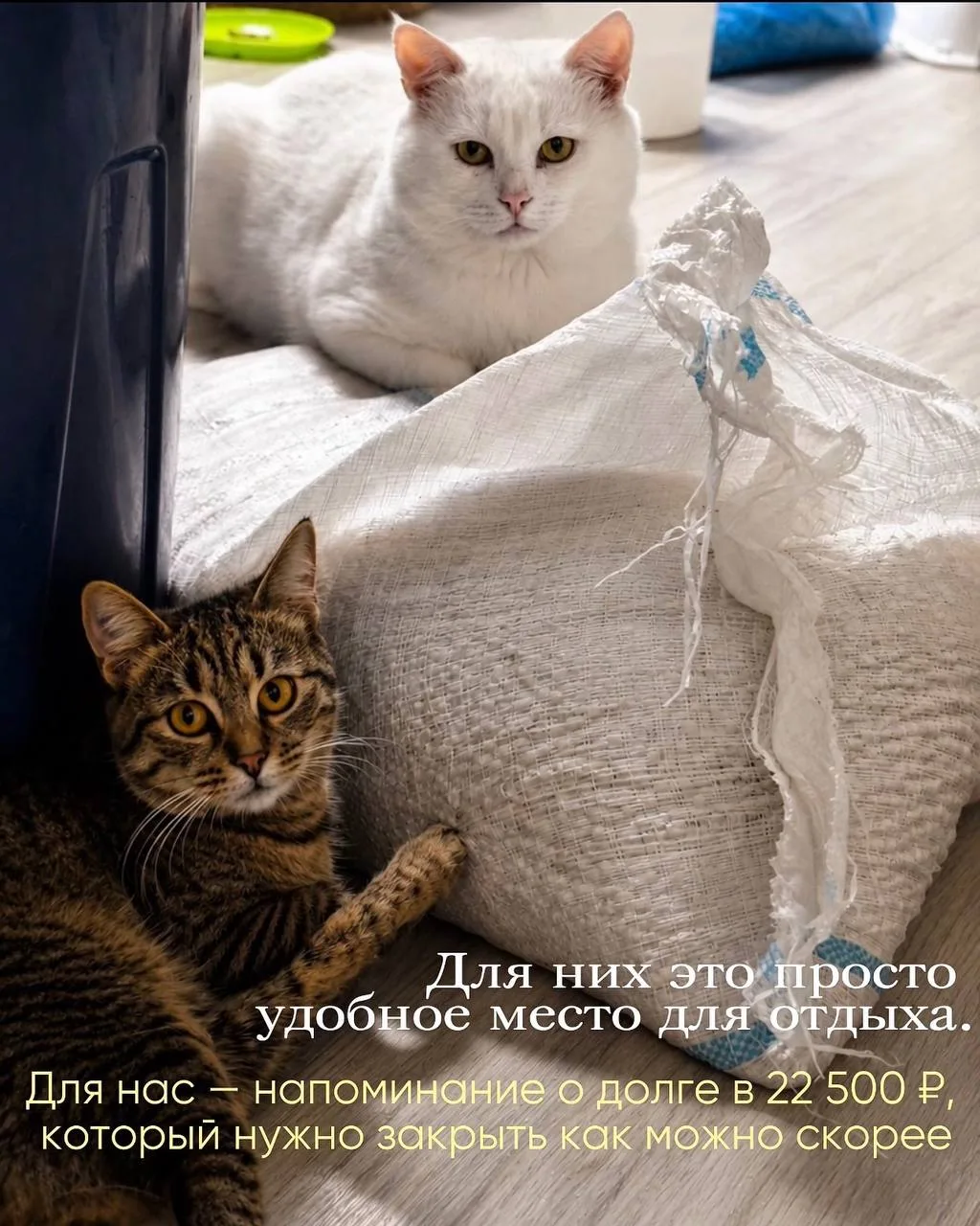 💔 Эти котики уже облюбовали новый наполнитель. А мы теперь очень надеемся на вашу помощь🙏🏻
перево