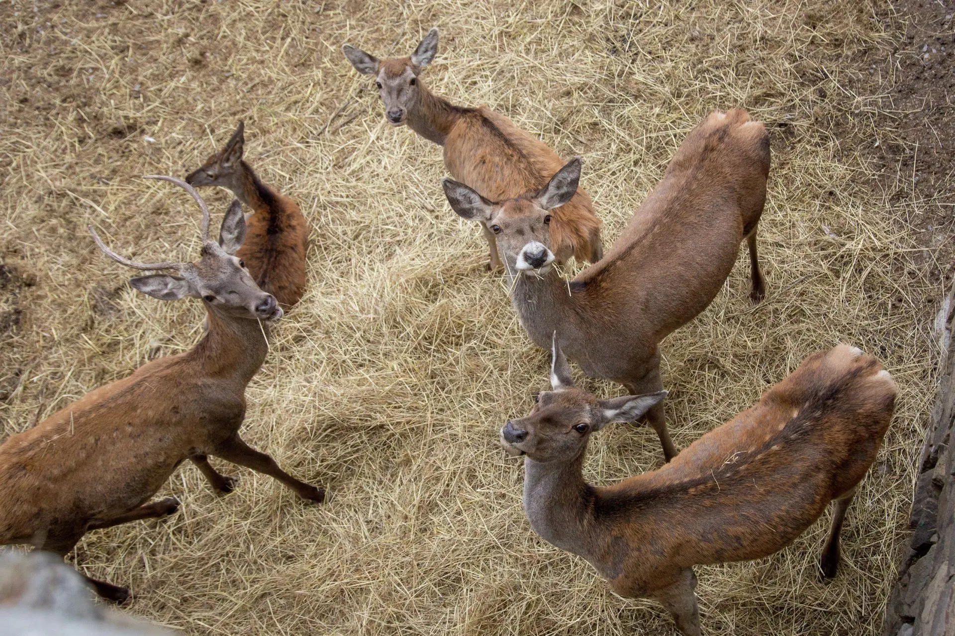 🦌Нацпарк «Крымский» приглашает на квест-фотоохоту