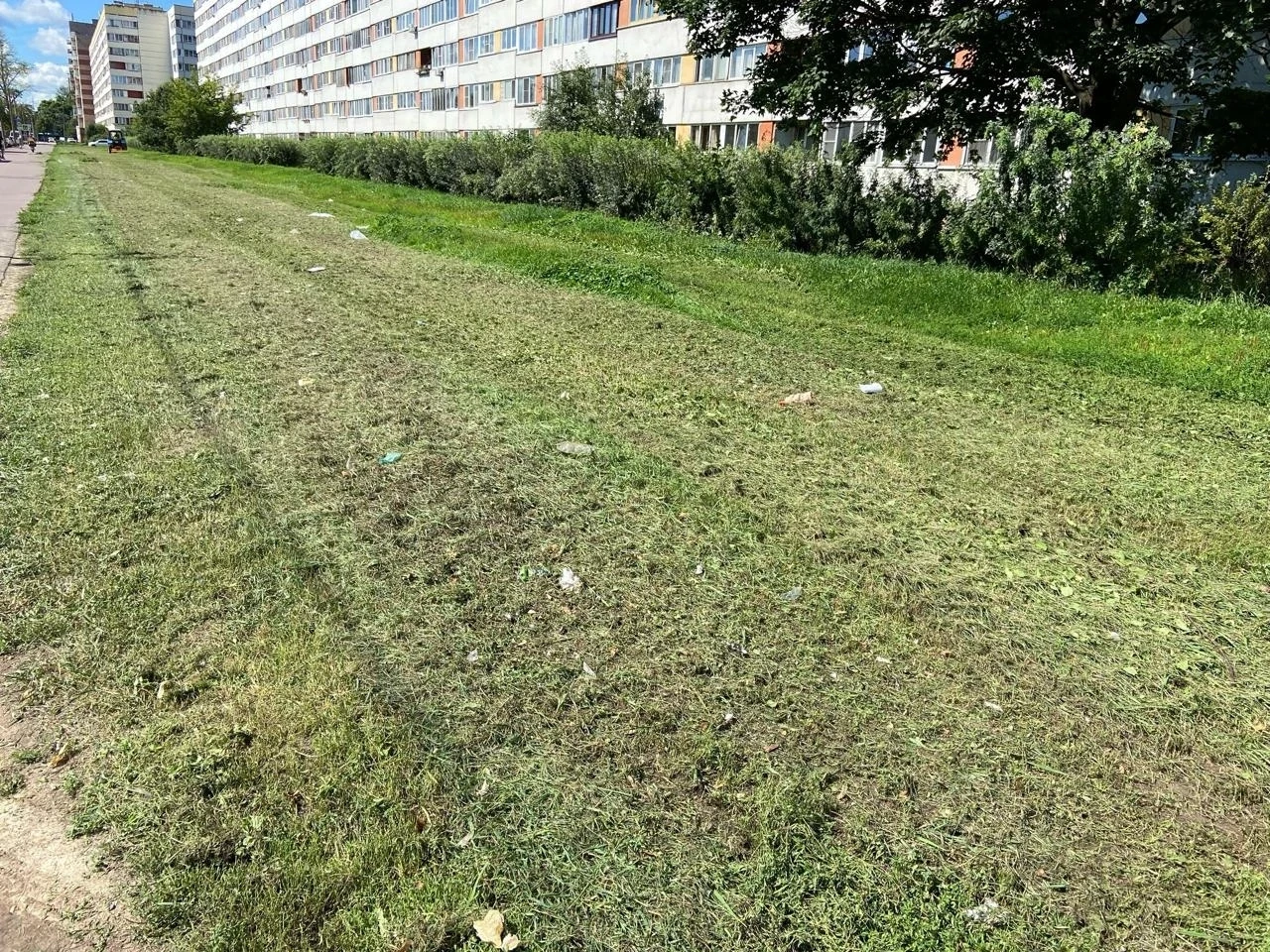 🗑 После покоса травы на проспекте Ветеранов не убирают траву