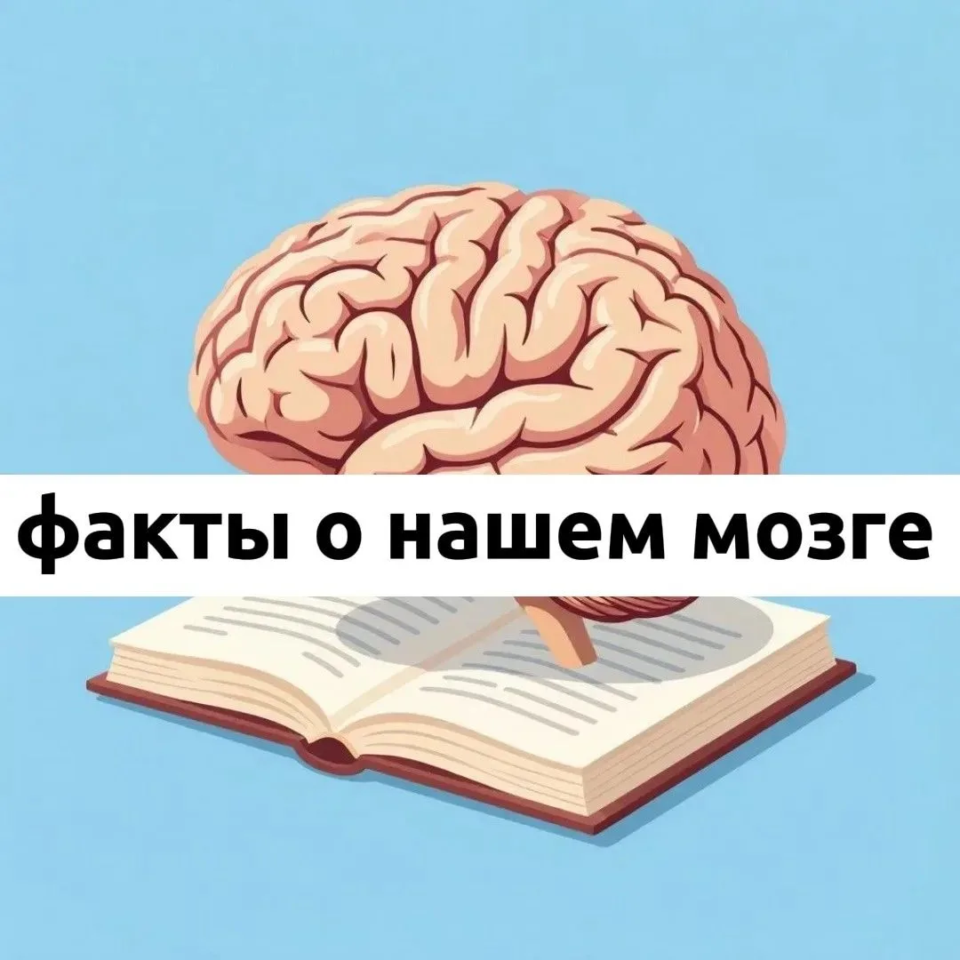 📌 Самые интересные факты о мозге 📌