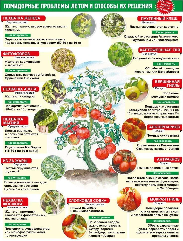 Присмотритесь к своим томатам повнимательнее 🍅👀: их листья 🍃, стебли 🌿 и плоды 🍅 словно живые к
