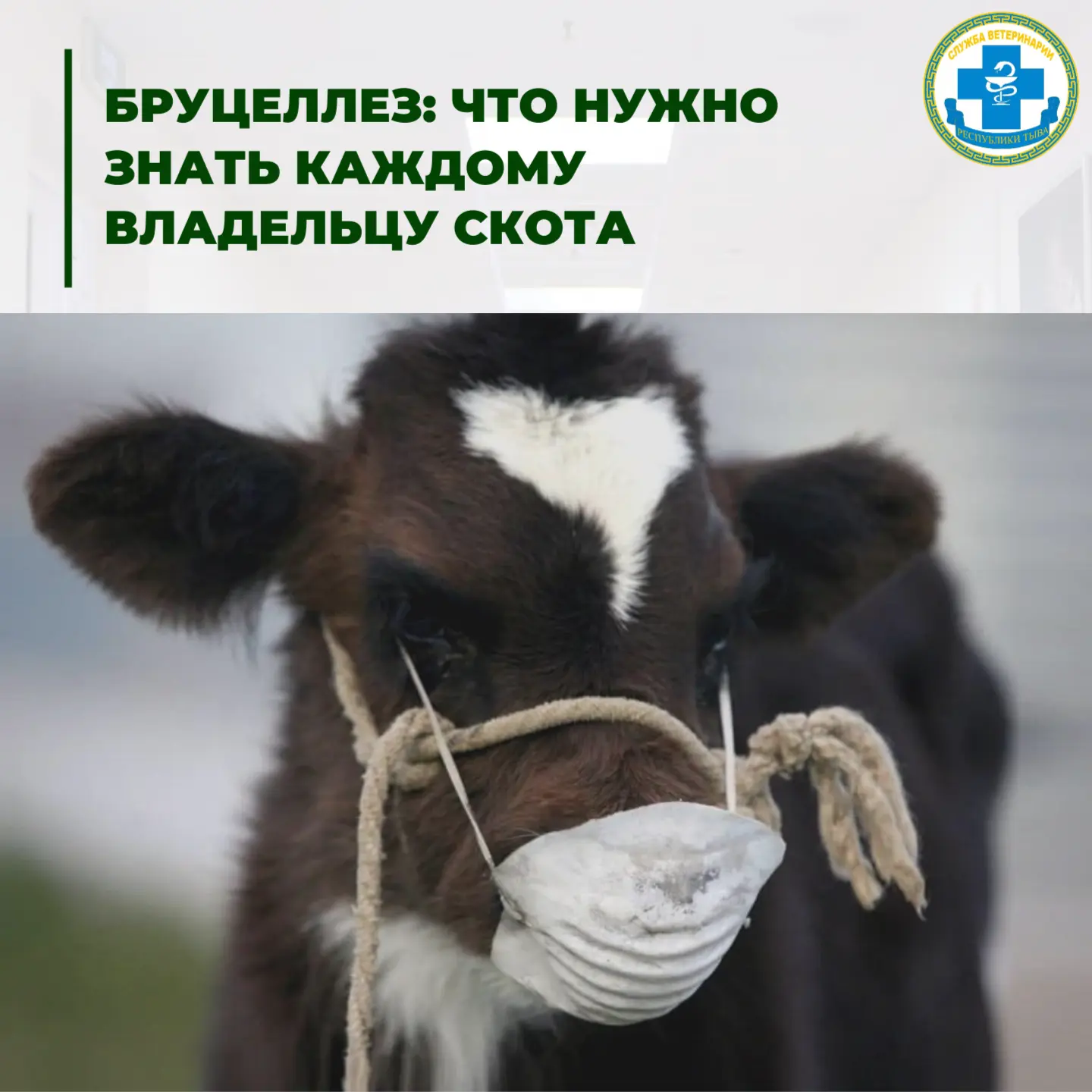 🐏 Бруцеллез: что нужно знать каждому владельцу скота

Бруцеллёз — один из самых опасных заболеваний